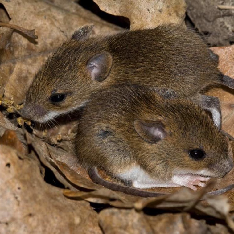 Уничтожения мышей в частном доме в Твери?