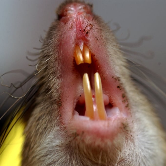 Дератизация крыс в Твери?